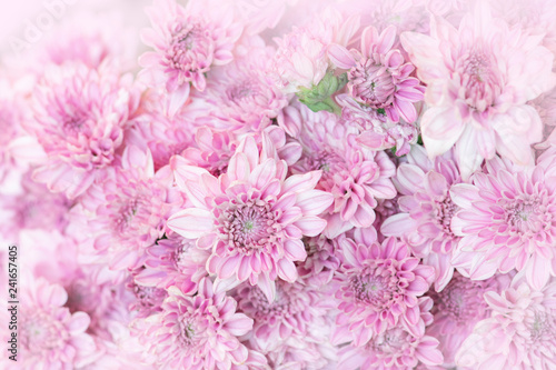 Beautiful pink chrysanthemum flowers background