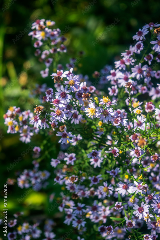 Obraz premium purple flowers in the garden