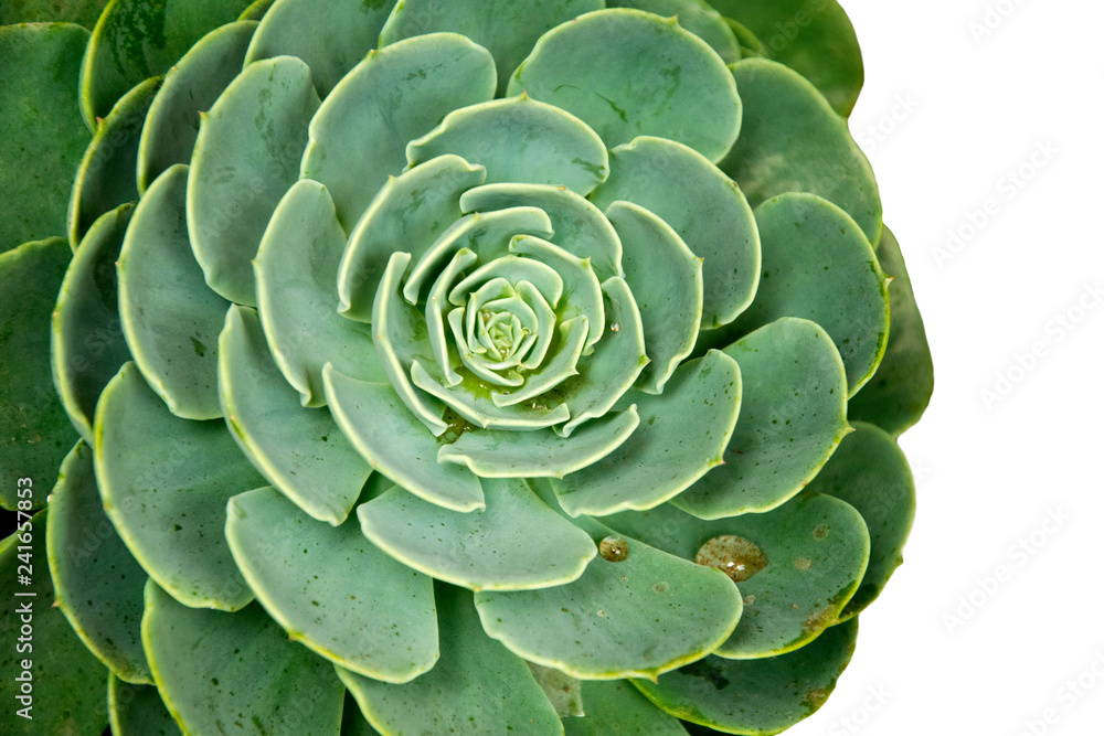 Obraz premium round succulent flower