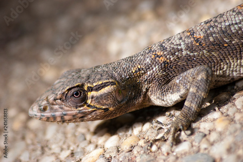Lizard close up  © Nicaguerrero