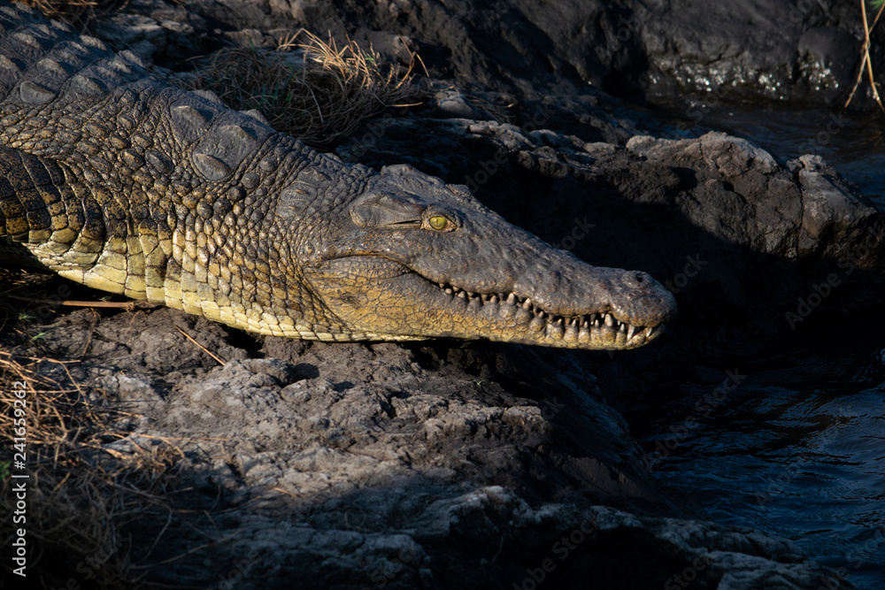 Obraz premium crocodile in Chobe River