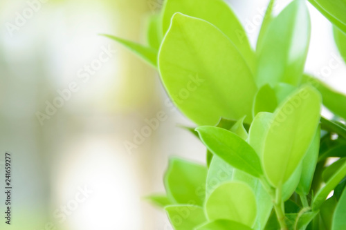 Closeup nature green background/texture leaf blurred and natural plants branch in garden at summer under sunlight concept design wallpaper view with copy space add text.