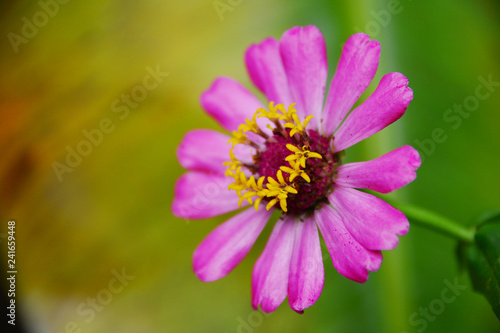 Beautiful pink flowers