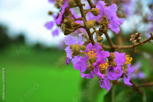 Pink flower