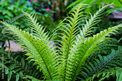 Fern Plant in shade gardens. 