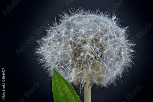 Closeup of a dandelion  and a leaf