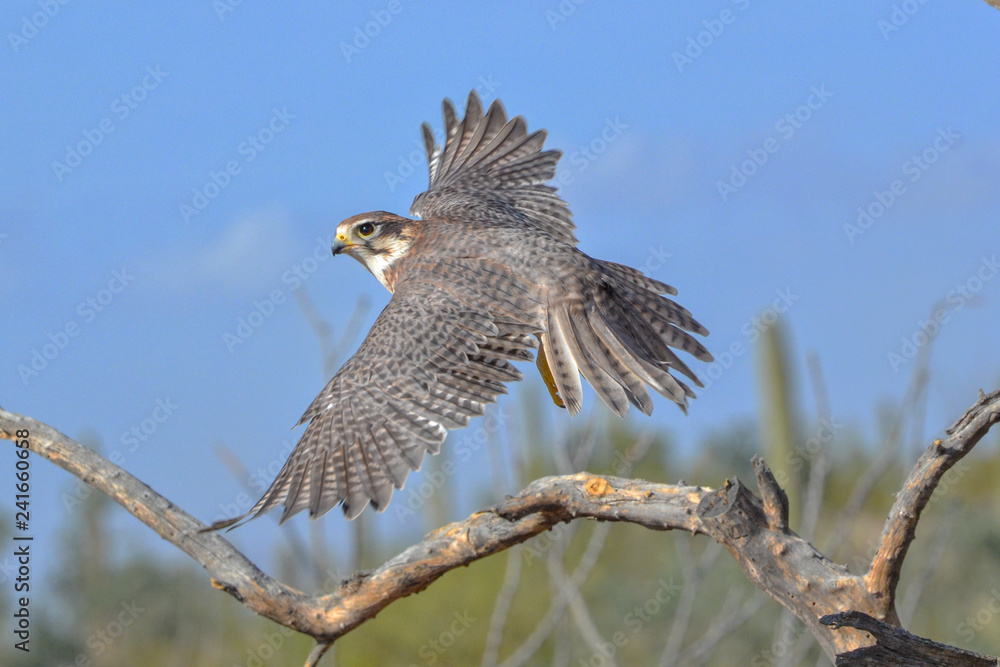 Fototapeta premium Prairie Falcon in Flight in the Arizona Desert