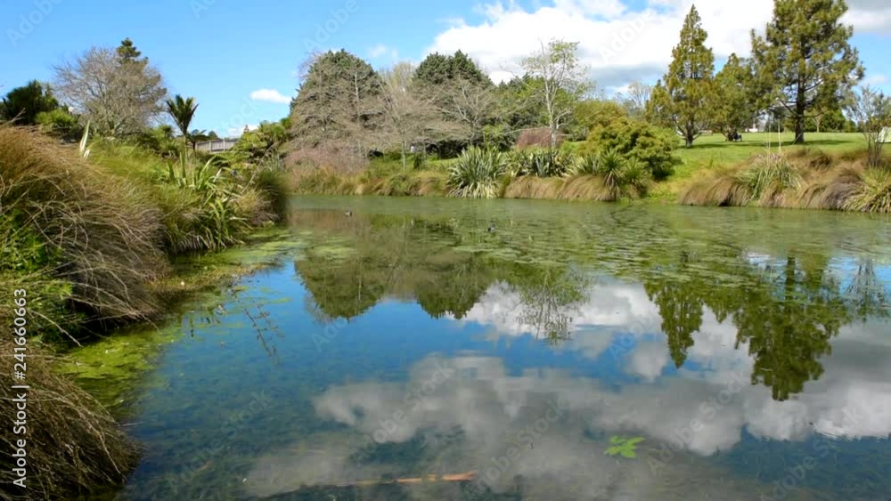 Ducks in a duck pond in a public park under a cloudy blue sky Ducks in a duck pond in a public park under a cloudy blue sky