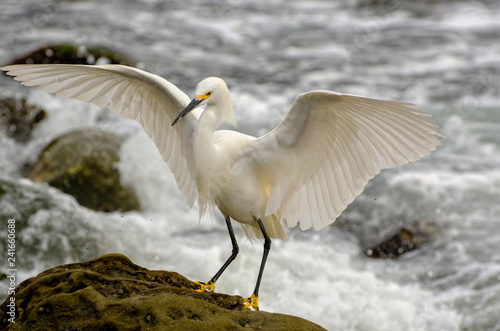 Snowy Egret along a Pacific Ocean Rocky Shoreline with Wings Spread Wide Open