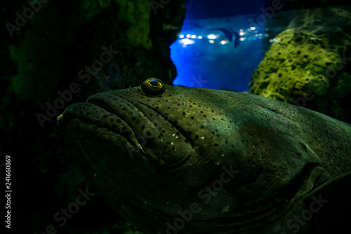 Grouper in aquarium photo