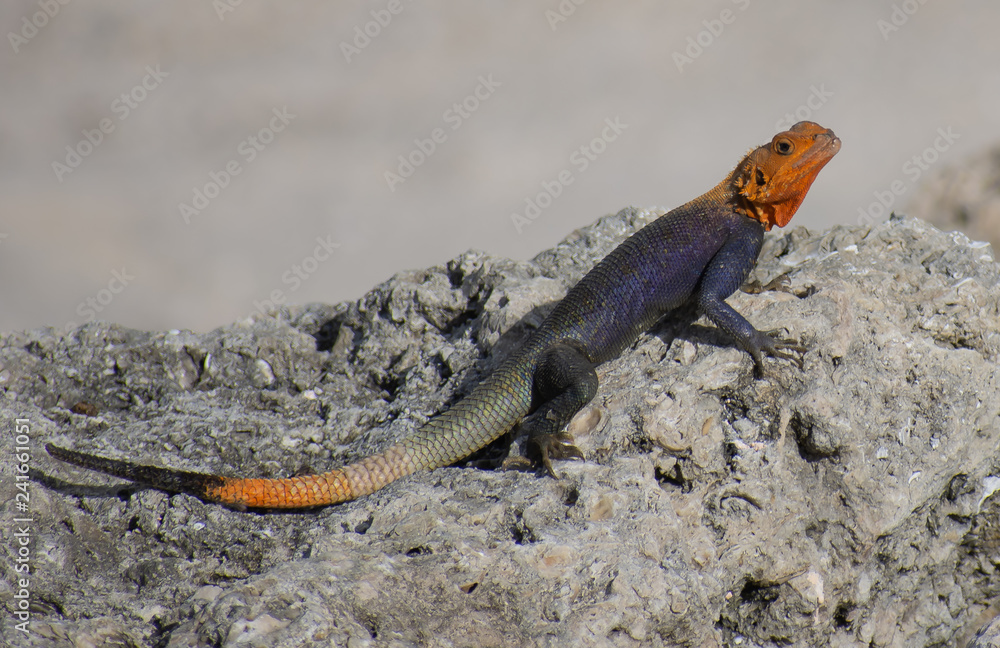 Male Red Headed Agama Male Red Headed Agama