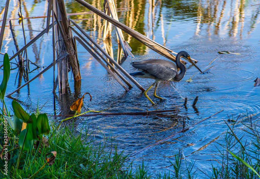 Tricolored Heron Dripping Water as He Feeds in the Swamp Tricolored Heron Dripping Water as He Feeds in the Swamp