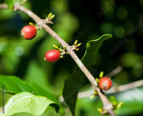 Coffee beans in growth on tree