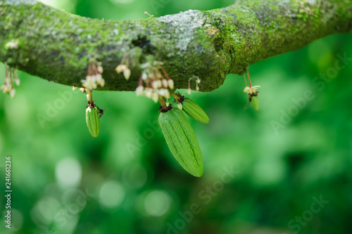 cacao fruit grow on tree