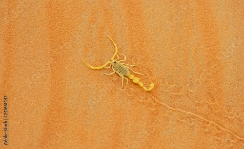 Venemous Arabian Scorpion