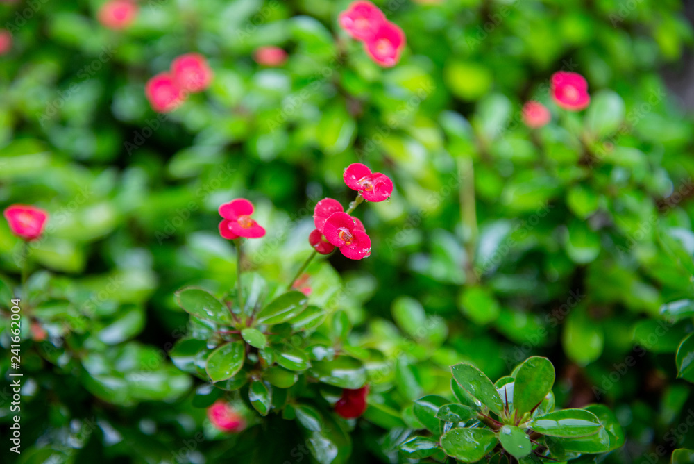 Poi Sian flowers when it rain Poi Sian flowers when it rain