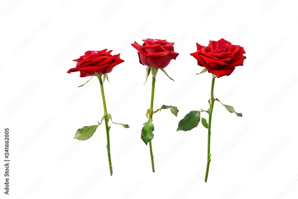 Top view of red rose and leaf on white background, Big red flower, Valentine's Day design, Love concept, wedding invitation, three Top view of red rose and leaf on white background, Big red flower, Valentine's Day design, Love concept, wedding invitation, three