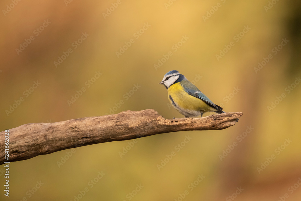 Tomtit, Cyanistes caeruleus Tomtit, Cyanistes caeruleus