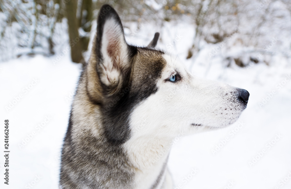 Closeup of Husky dog posing on the snow and observing his forest.
