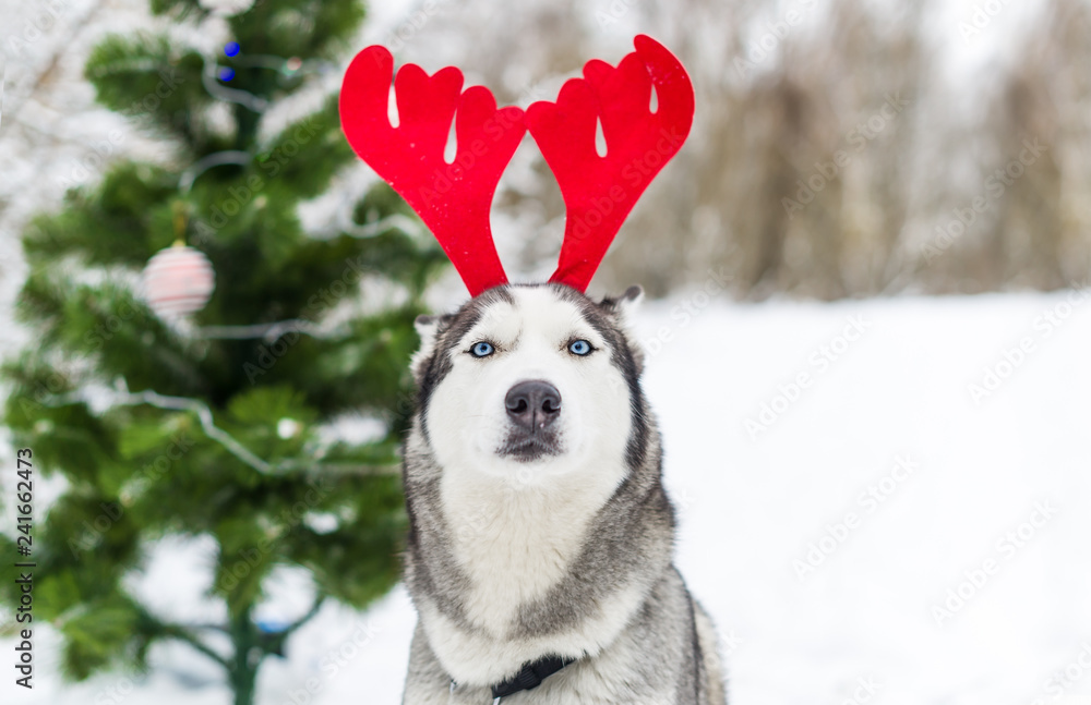 Husky dog with Christmas reindeer horns against the background of a Christmas tree.