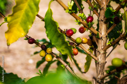 Coffee beans on the tree.