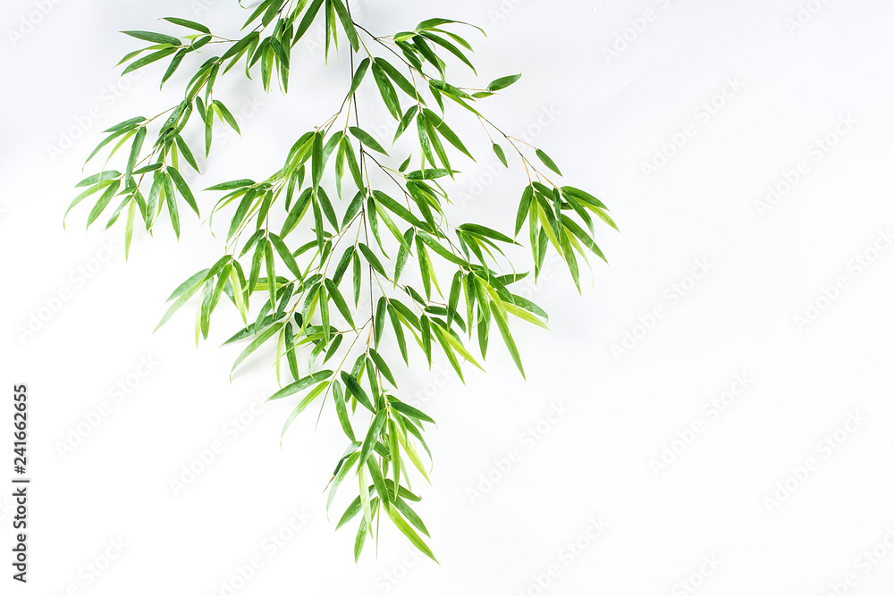 Bamboo leaves / fresh green leaves background poster on white background Bamboo leaves / fresh green leaves background poster on white background