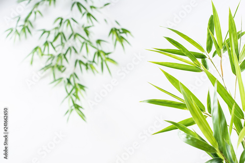 Fototapeta Naklejka Na Ścianę i Meble -  Bamboo leaves / fresh green leaves background poster on white background