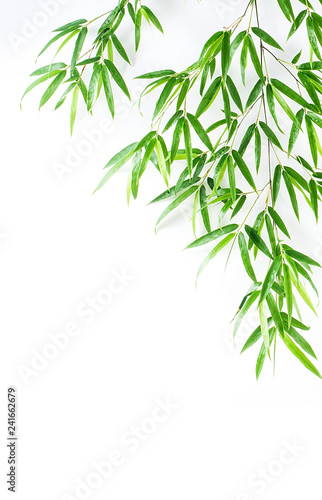 Bamboo leaves   fresh green leaves background poster on white background