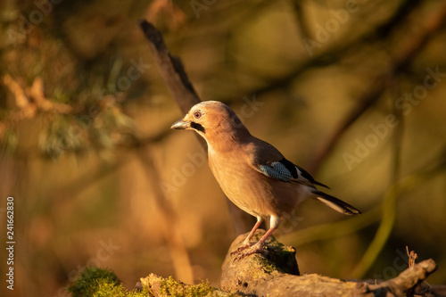 Jay, Garrulus glandarius