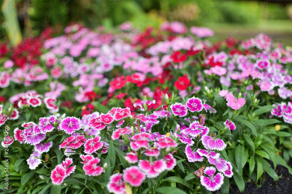 flower garden background