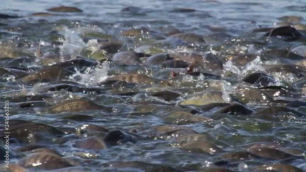 Tilapia feeding Medium shot of Tilapia fish feeding Tilapia feeding Medium shot of Tilapia fish feeding
