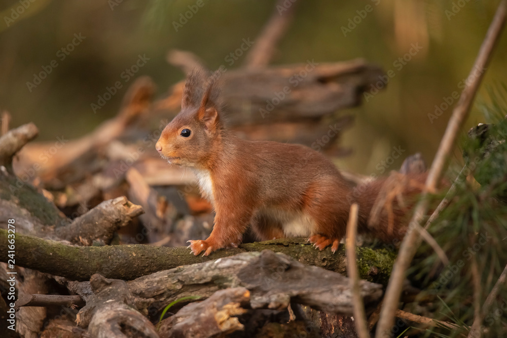 Squirrel, Sciurus vulgaris, Red Squirrel Squirrel, Sciurus vulgaris, Red Squirrel