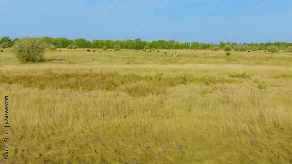 Dairy Cows eating grass on the field in the summer. Drone flies circles around the cattle on a sunny summer day. Dairy Cows eating grass on the field in the summer. Drone flies circles around the cattle on a sunny summer day.