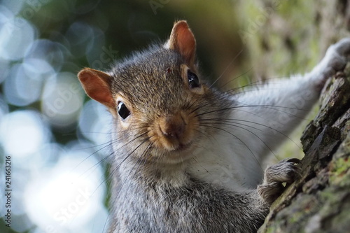 Cheeky grey squirrel portrait photo