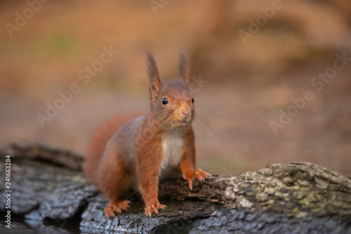 Squirrel  Sciurus vulgaris  Red Squirrel