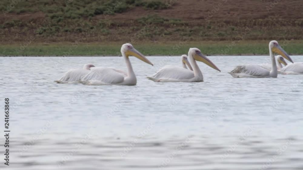 Great white pelican swimming in the lake Beautiful shot of Great white pelican swimming in the lake Great white pelican swimming in the lake Beautiful shot of Great white pelican swimming in the lake