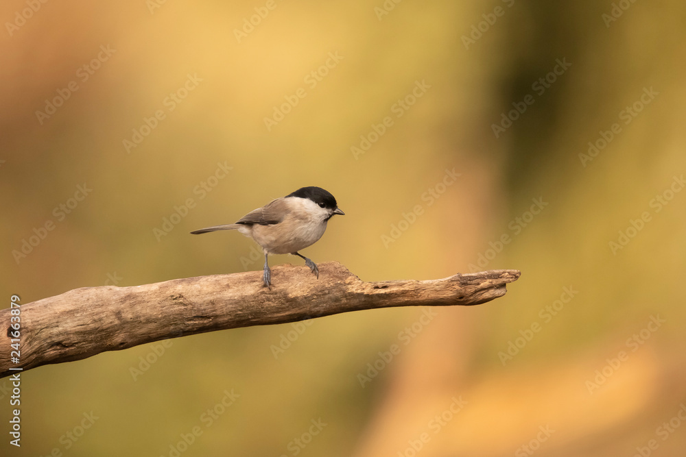 Fototapeta premium Willow Tit, Poecile montanus