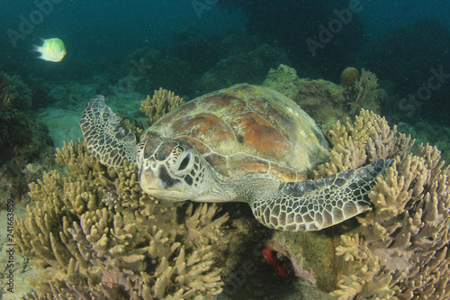 Green Sea Turtle rests on coral reef 