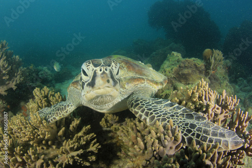 Green Sea Turtle rests on coral reef  © Richard Carey