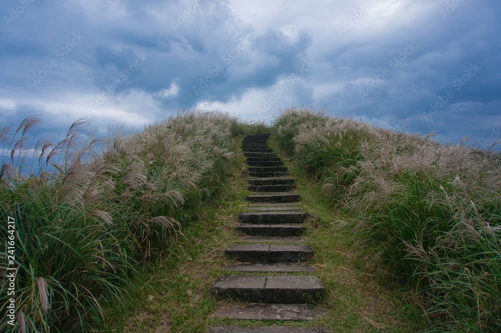 Old trail stairs and Chinese silver grass in Caoling Historic Trail, Taiwan