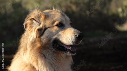 Portrait of Great Pyrenean dog