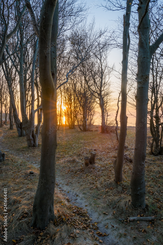 Fototapeta premium Die Sonne scheint durch Bäume an der Ostsee Steilküste 
