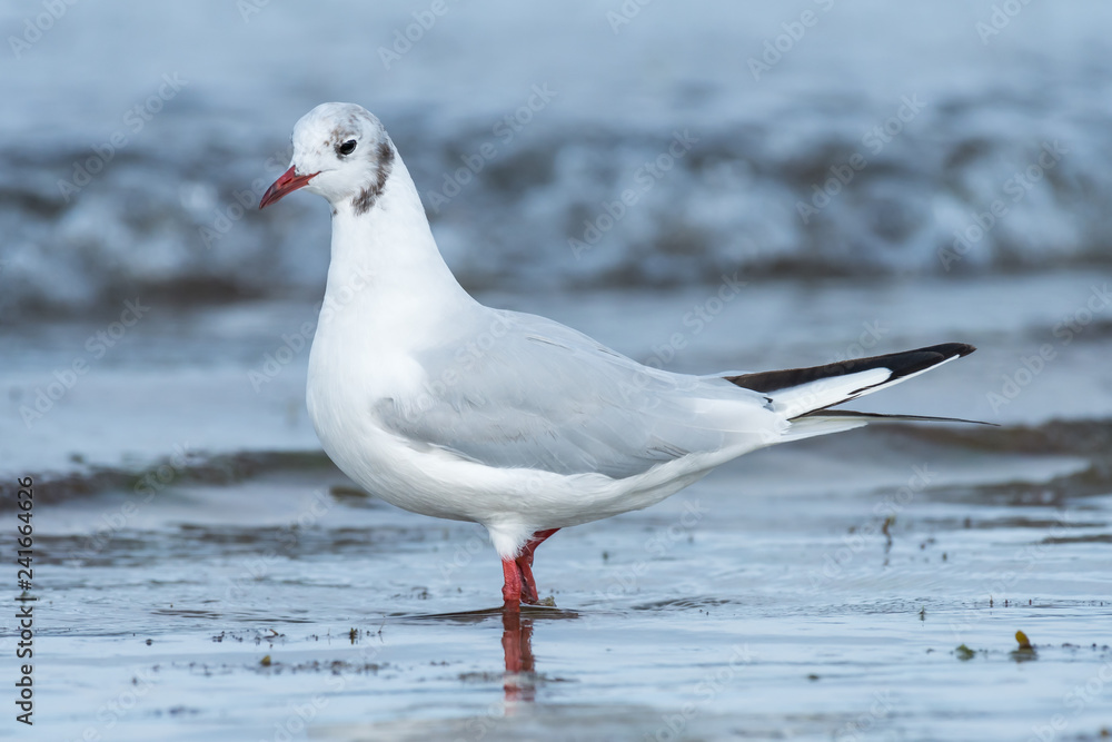 A black-headed gull walking through the water at the beach A black-headed gull walking through the water at the beach