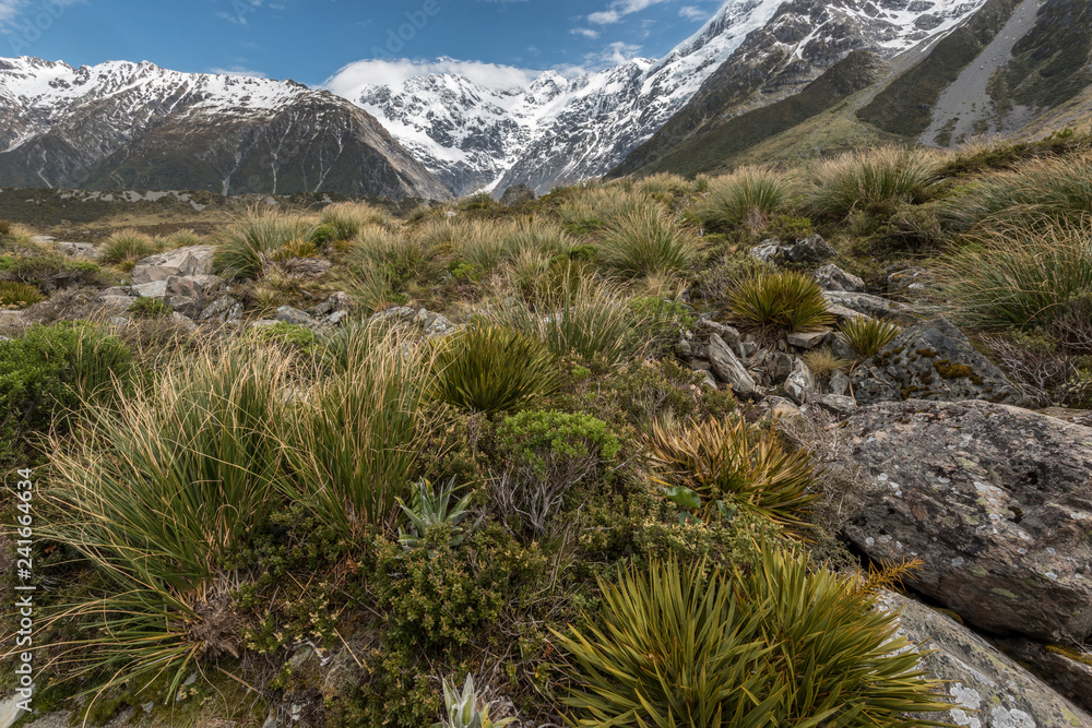 Large variety of alpine plants growing among the rocks high in the Southern Alps in Aoraki/Mount Cook National Park,Canterbury, New Zealand. Large variety of alpine plants growing among the rocks high in the Southern Alps in Aoraki/Mount Cook National Park,Canterbury, New Zealand.