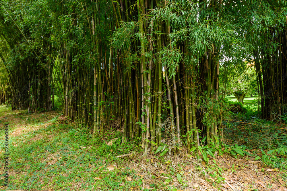 Obraz premium closeup of Bamboo tree