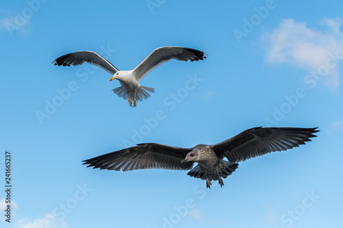 Lesser black backed gulls in flight on a sunny day in summer