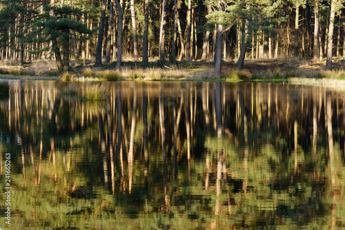 Kiefernwald spiegelt sich in einem See im Grabenvenn, Niederrhein