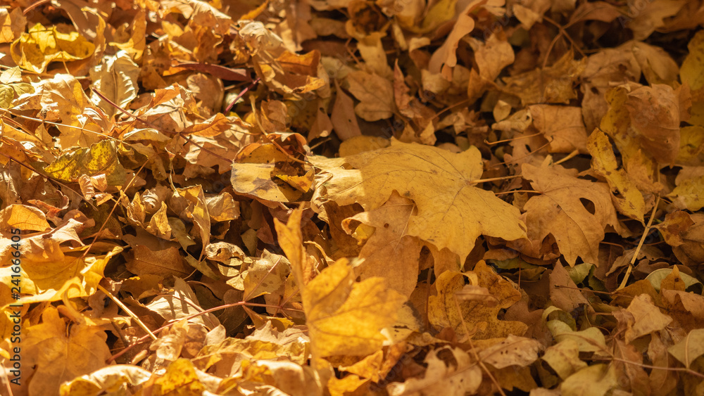 Yellow leaves on the ground of autumn forest, close up view. Fallen leaves pattern, nature background. Fall foliage in October wood. Blured background. Selective soft focus Yellow leaves on the ground of autumn forest, close up view. Fallen leaves pattern, nature background. Fall foliage in October wood. Blured background. Selective soft focus
