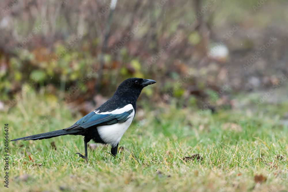 A common magpie walking and searching for food in the garden A common magpie walking and searching for food in the garden
