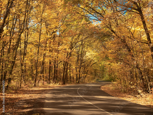 Windy asphalt road in forest. Nature landscape. Autumn forest in October. Trees with yellow leaves make an arch above the road. Fallen leaves on the ground. Blurred background. Selective soft focus
